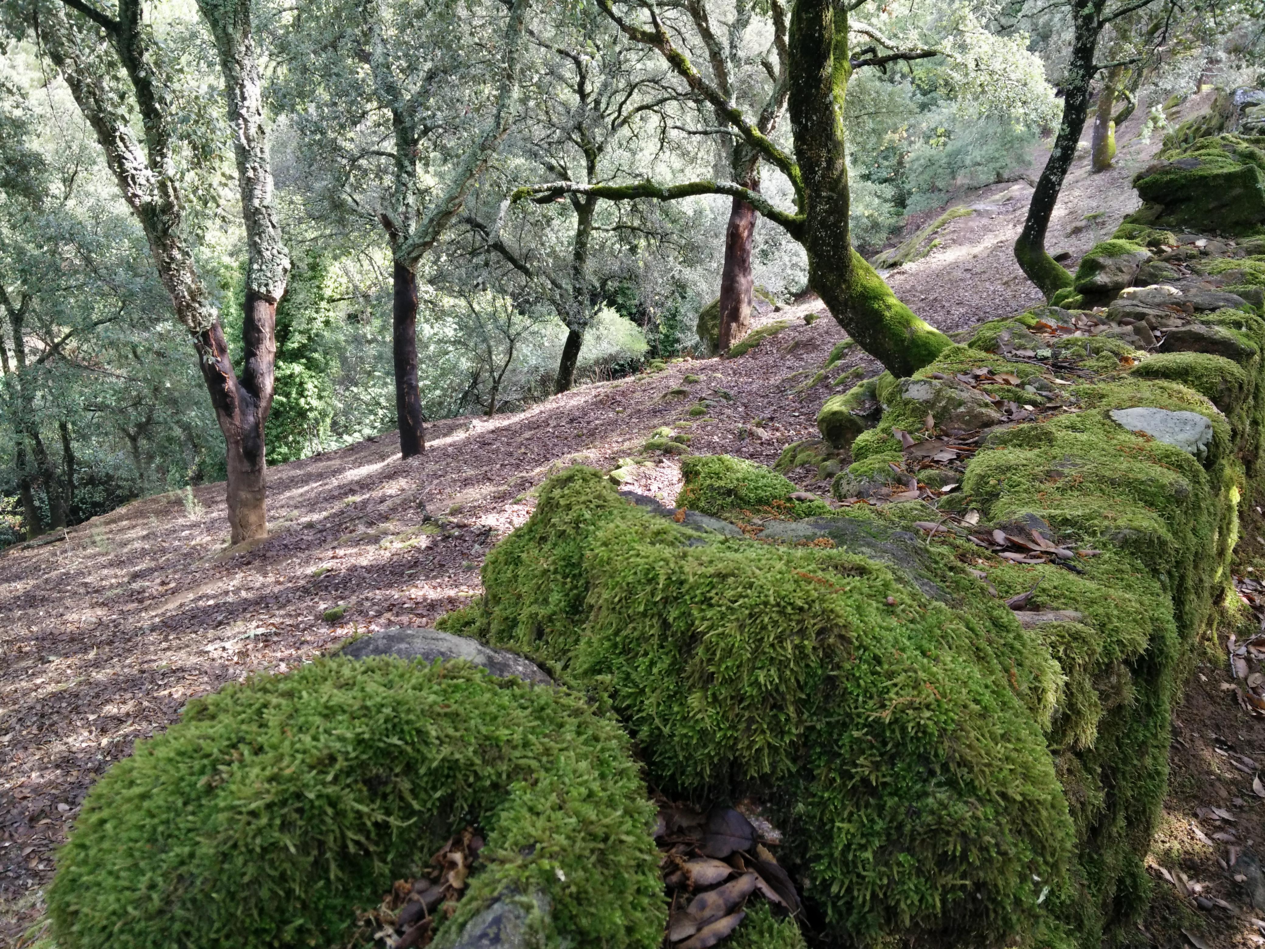 Encinas en la Sierra de Huelva