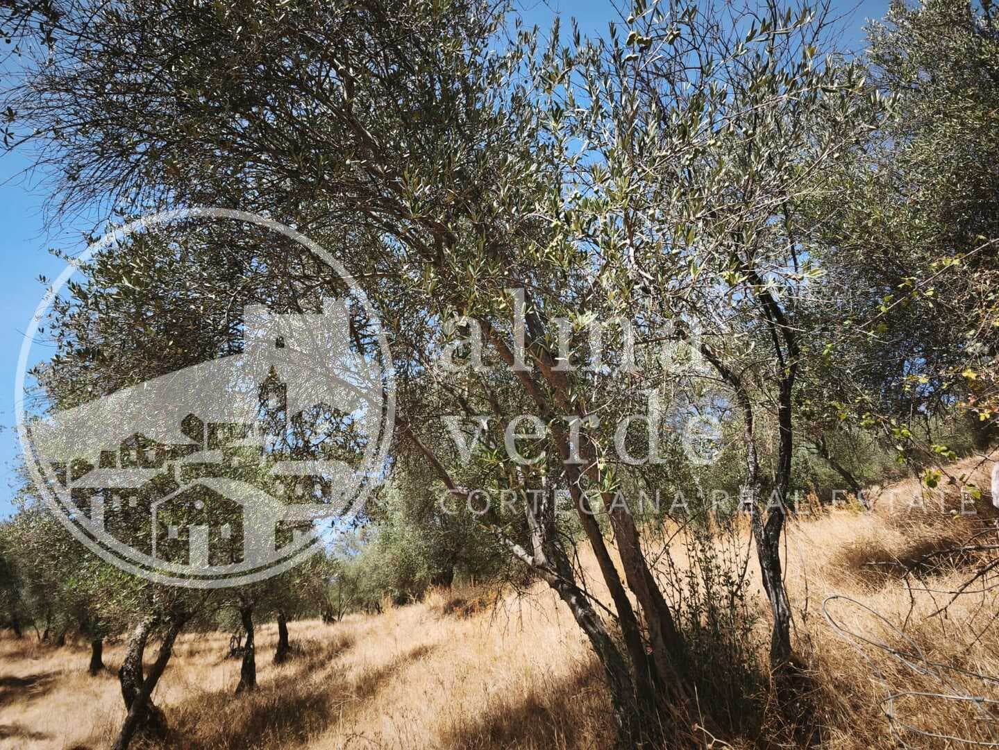 Country Estate with Breathtaking Views and Registered Ruin in Cañada del Oso - Image 3