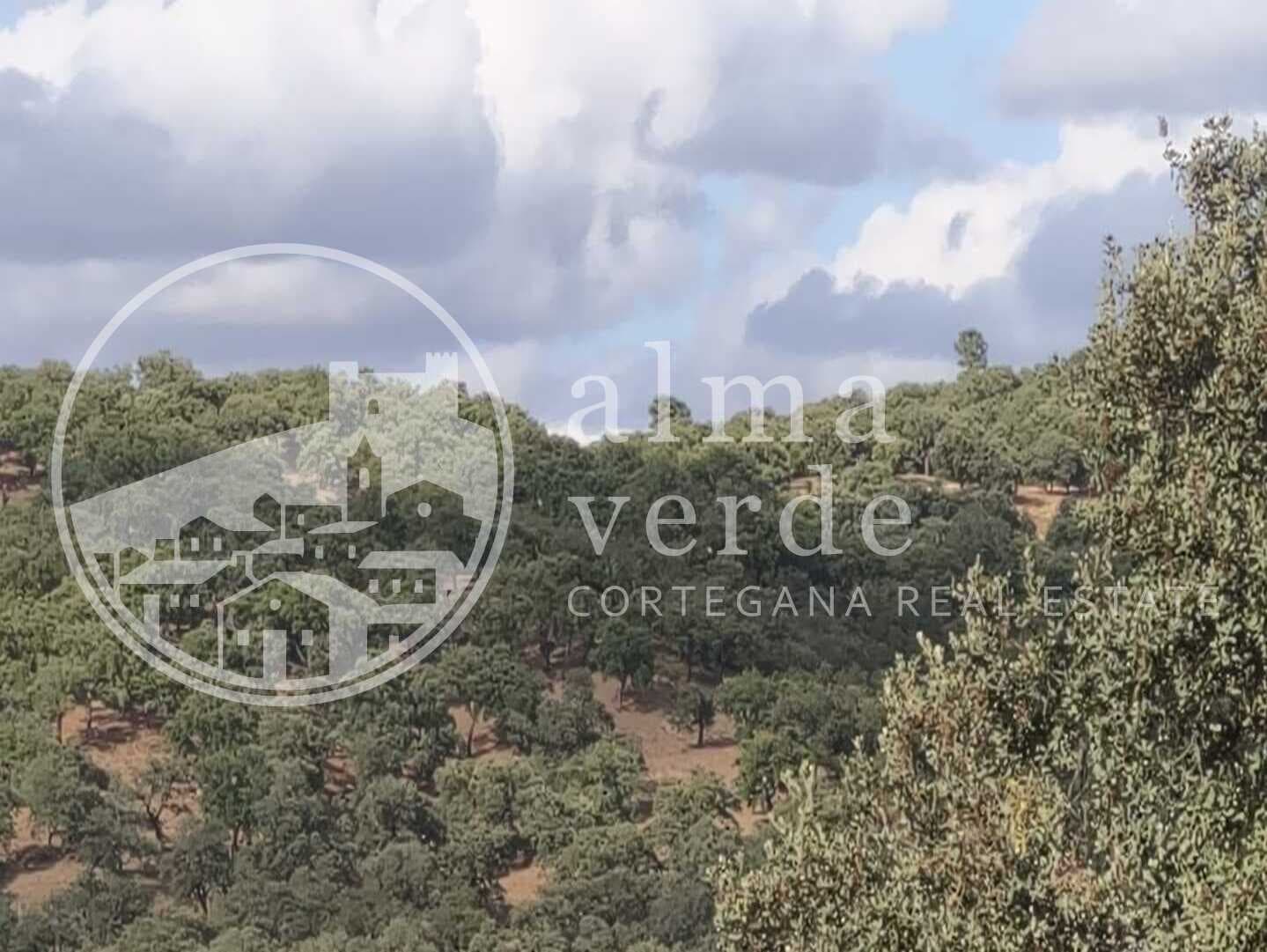 Magnificent 10-Hectare Shaded Estate with its Own Microclimate - Image 7