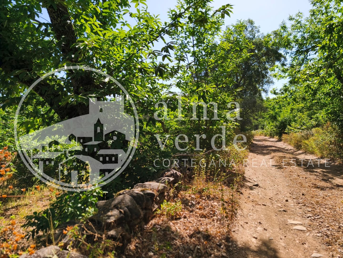 Magnificent 10-Hectare Shaded Estate with its Own Microclimate - Image 2