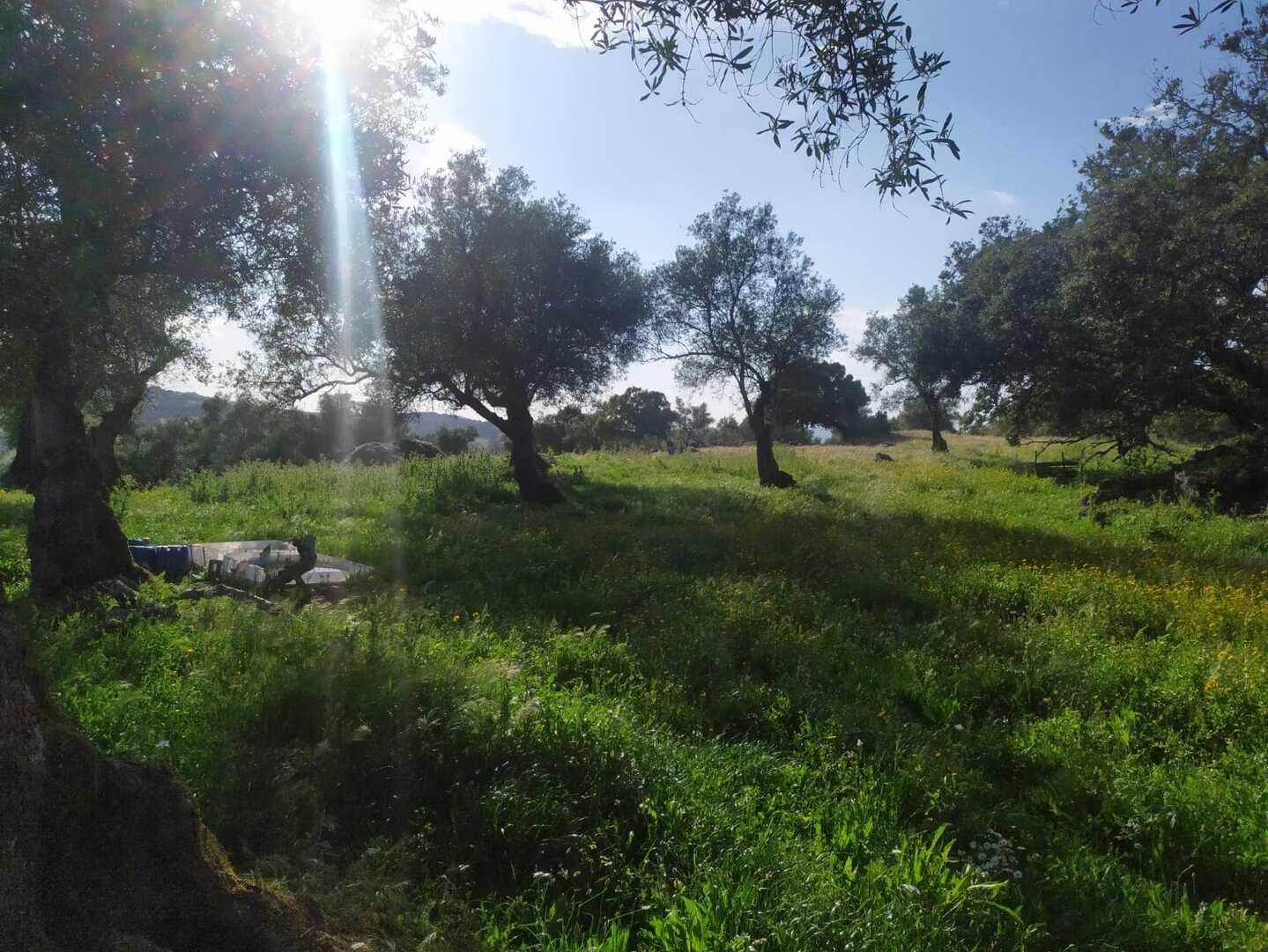 Finca en plena Cañada Real histórica de trashumancia a Portugal. - Image 6